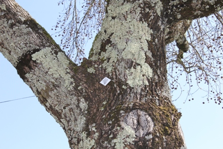 Câmara Municipal avalia estado das árvores da Praça e da Feira