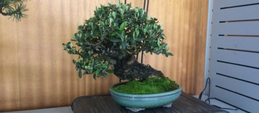 Espaço Jovem promove workshop “O meu primeiro bonsai”