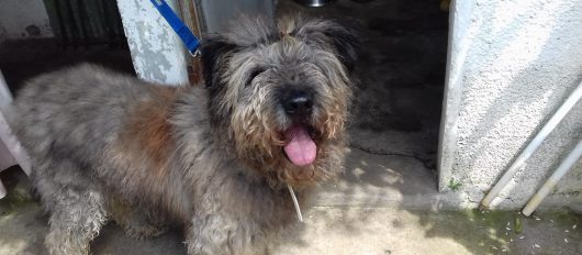 Câmara Municipal da Póvoa de Lanhoso melhora condições para animais abandonados