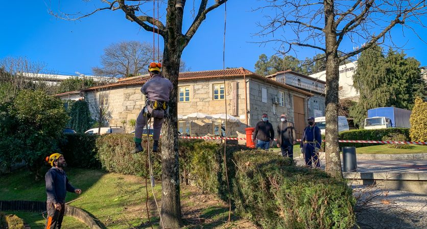 Formação de Árvores Ornamentais e Sobreiros