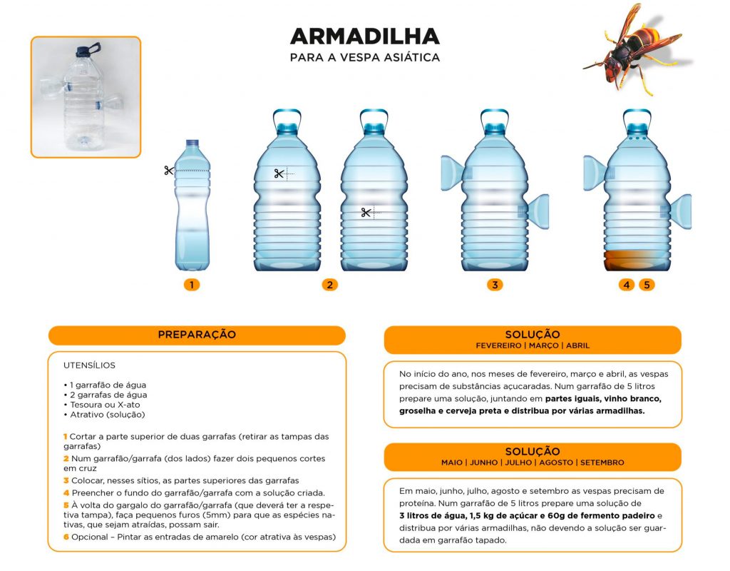 Vespa asiática - colocação de armadilhas artesanais