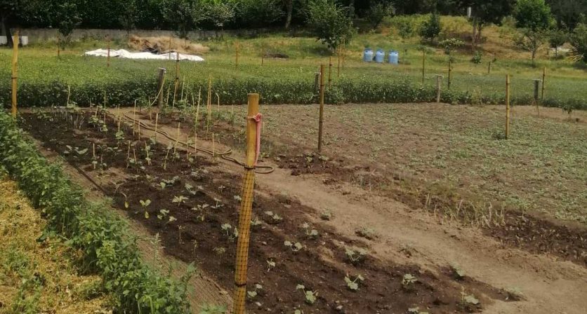 Famílias começam a cultivar Hortas Comunitárias da Póvoa de Lanhoso