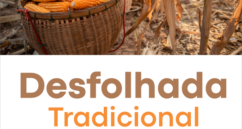 Desfolhada Tradicional 1