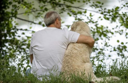 Póvoa de Lanhoso mantém aposta na esterilização de animais