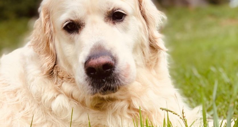 Rascunho automático 4767